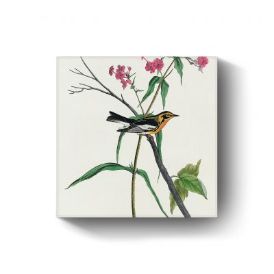 Blackburnian Warbler door John James Audubon