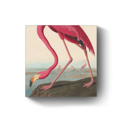 American flamingo door John James Audubon