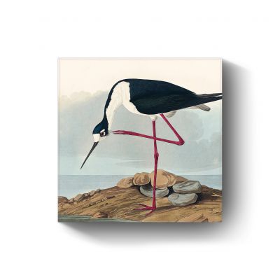 Black-necked Stilt door John James Audubon