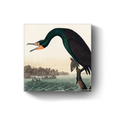Florida Cormorant door John James Audubon