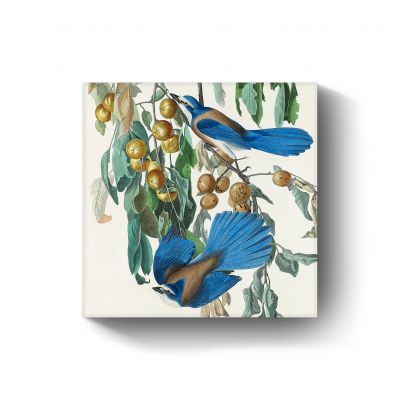 Florida Jay door John James Audubon