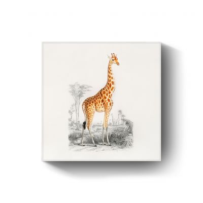 Giraffe Illustration door Christophe Annedouche