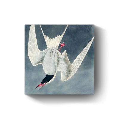 Great Tern door John James Audubon