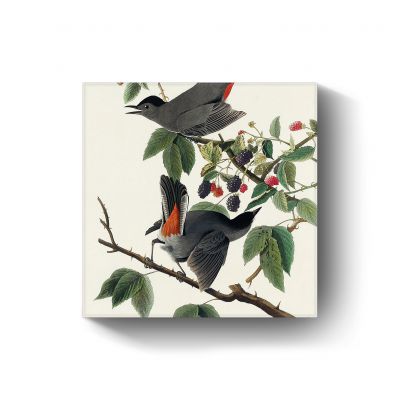 Grey Catbird  door John James Audubon