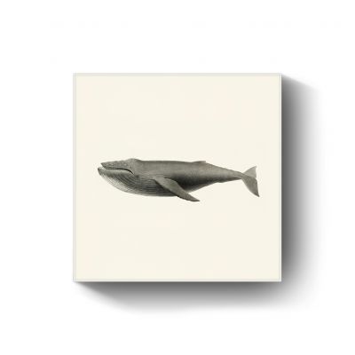 Humpback whale door Charles Melville Scammon