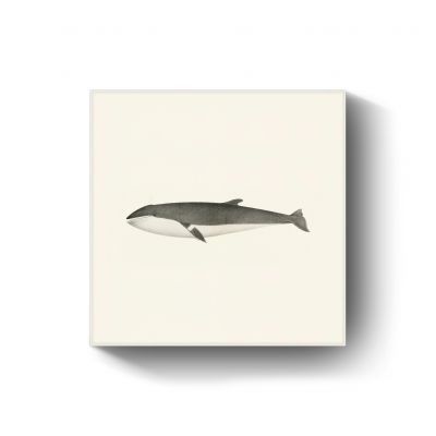 Minke whale door Charles Melville Scammon