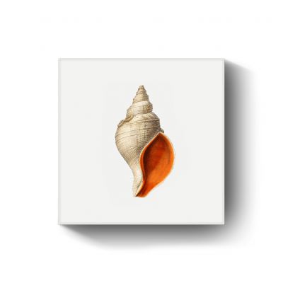 Mollusc of the Northern Sea door Albert I