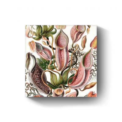 Nepenthaceae door Ernst Haeckel