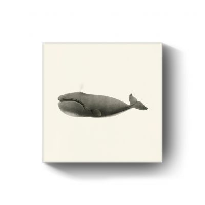 Nort Pacific right whale door Charles Melville Scammon