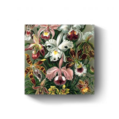 Orchidae door Ernst Haeckel