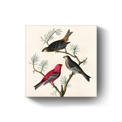 Pine Grosbeak door John James Audubon