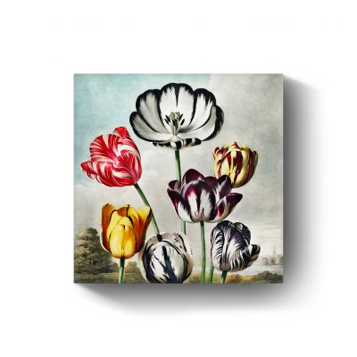 Tulips from The Temple of Flora door Robert John Thornton