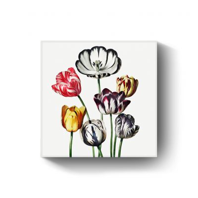 Tulips illustration door Robert John Thornton